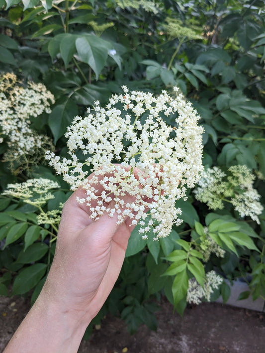 Experimenting with Elderflower